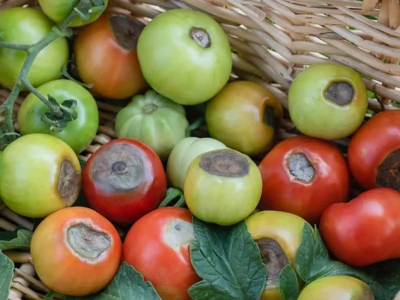 A bunch of tomatoes with blossom end rot