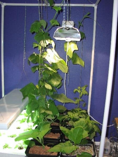 Vertical hydroponic garden