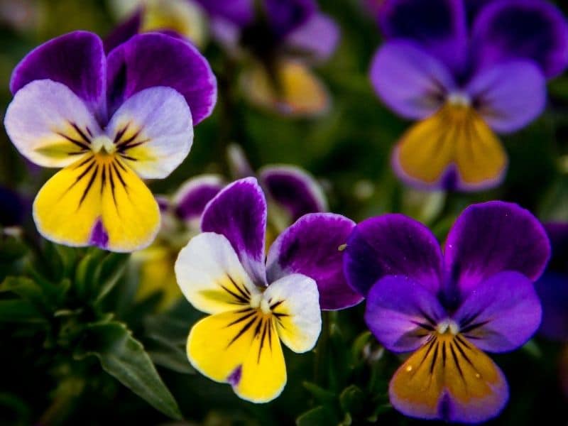 Johny jump up - viola flowers