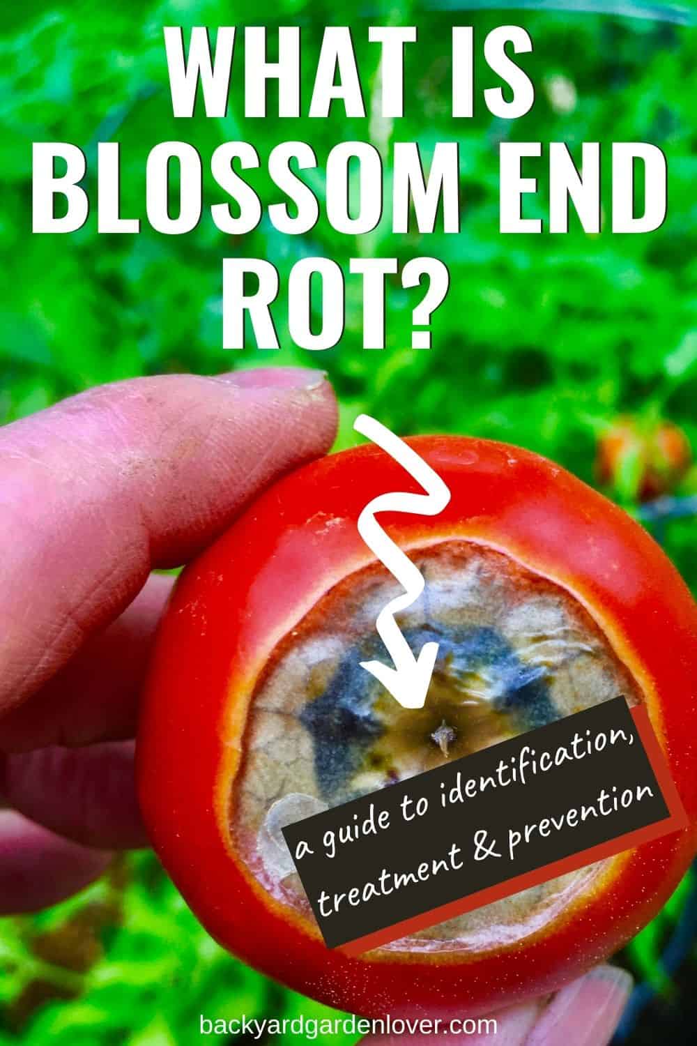 What is blossom end rot - Pinterest image