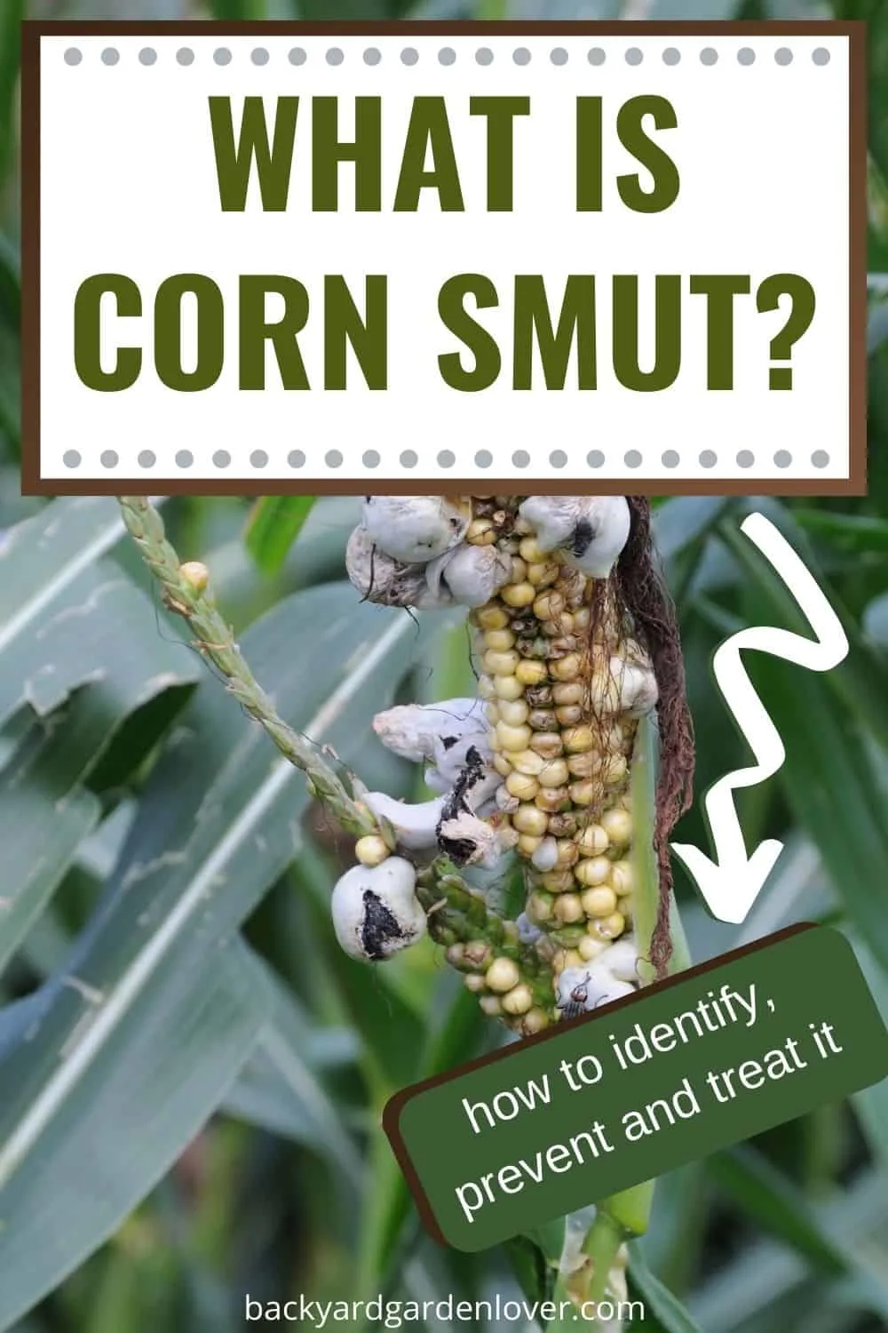 What is corn smut - Pinterest image