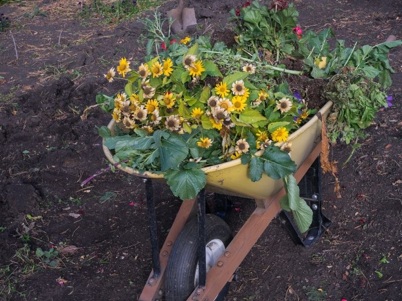 Wheelbarrow filled with garden debree