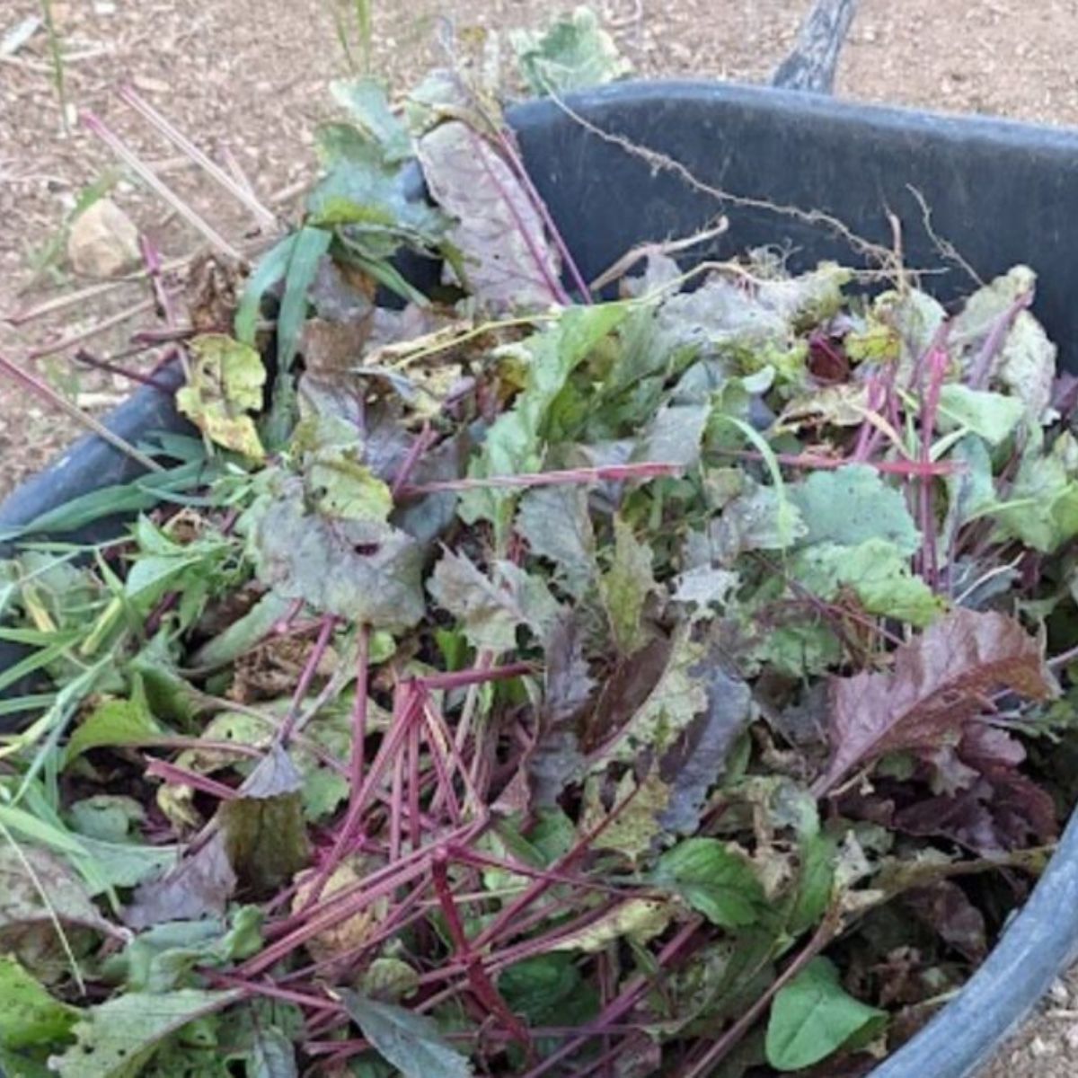 A wheelbarrow filled with weeds at the end of the season.