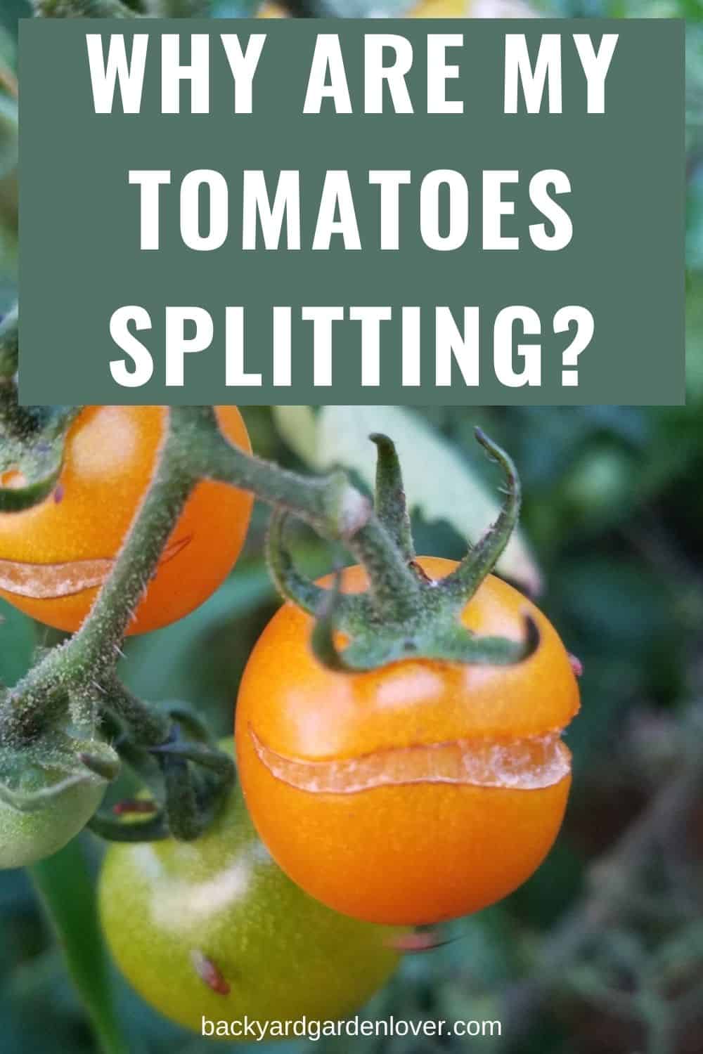 Why are my tomatoes splitting? - Pinterest image
