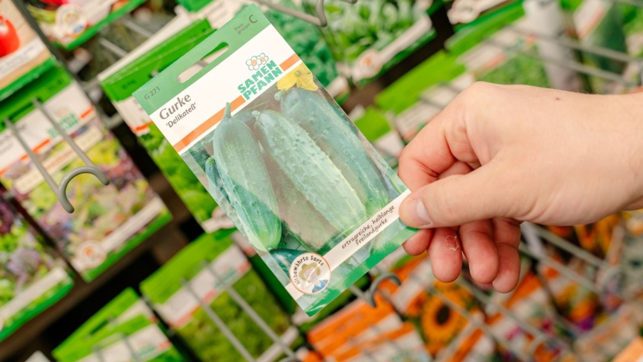03.08.25, Bad Hersfeld, Germany Hand holding a packet of cucumber seeds in a garden store, selecting gardening supplies. Seed shopping for home gardening.