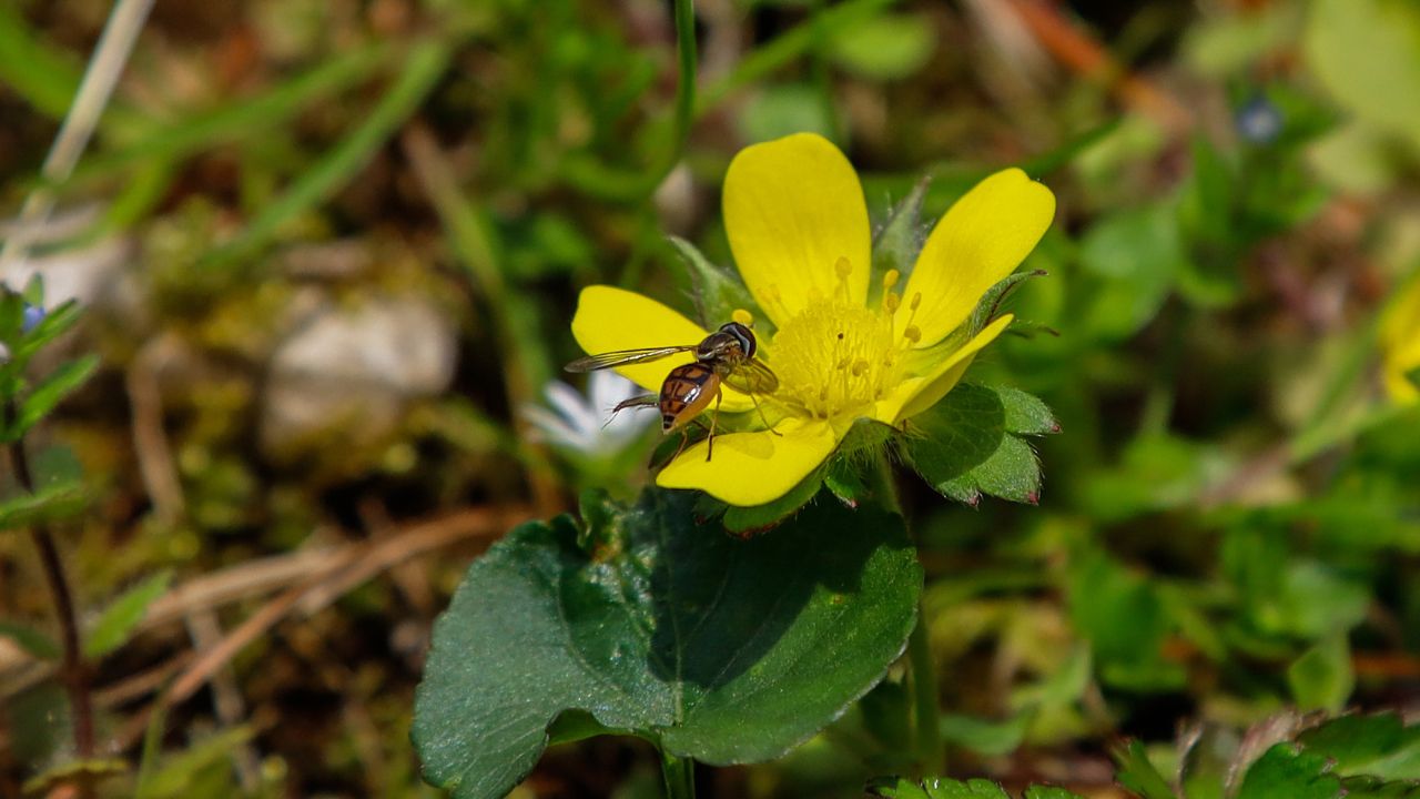 Dwarf cinquefoil Warren Bielenberg, April 2019