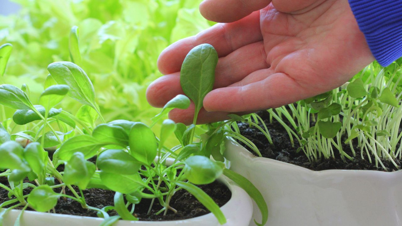 Female hand hold a young seedling of spinach.Young seedling of lettuce, basil, spinach growing in pot on windowsill . Gardening concept.