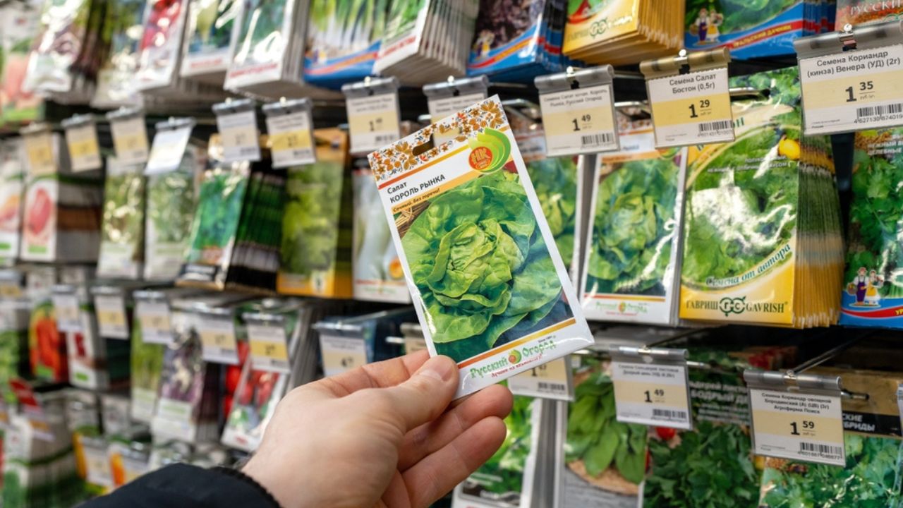 Hand picking the right plant seeds in the store to plant in the greenhouse in the garden at home. Minsk, Belarus, 2022