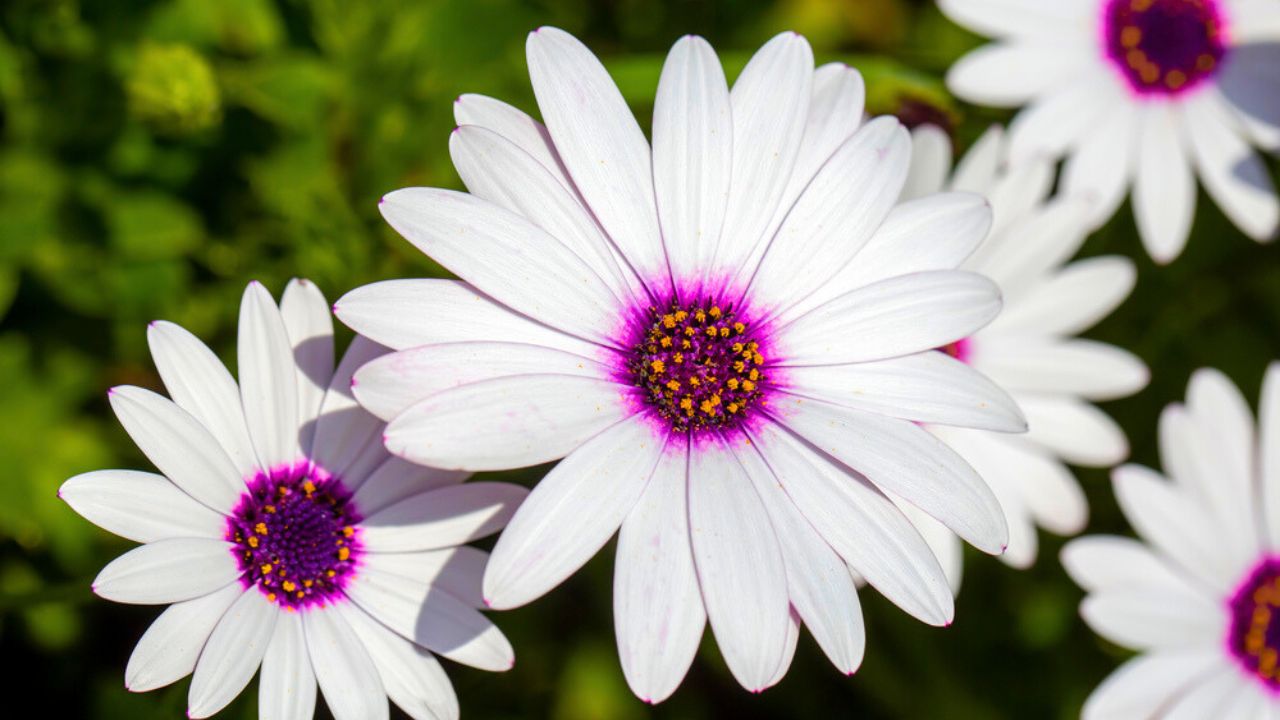 Macro of African daisy Osteospermum ecklonis blooms in purple, pink and white with yellow pollen in a botanical garden.