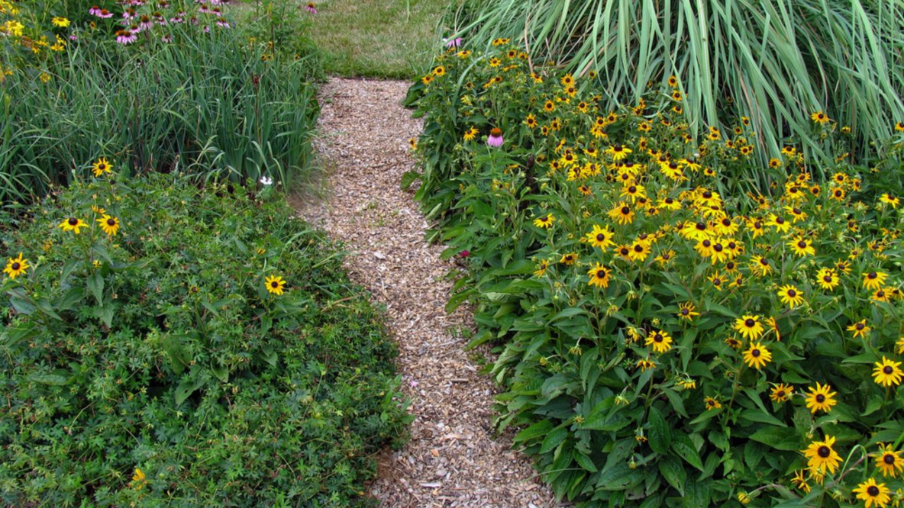 Mulched garden path bordered by yellow black-eyed-susans and pink cone-flower