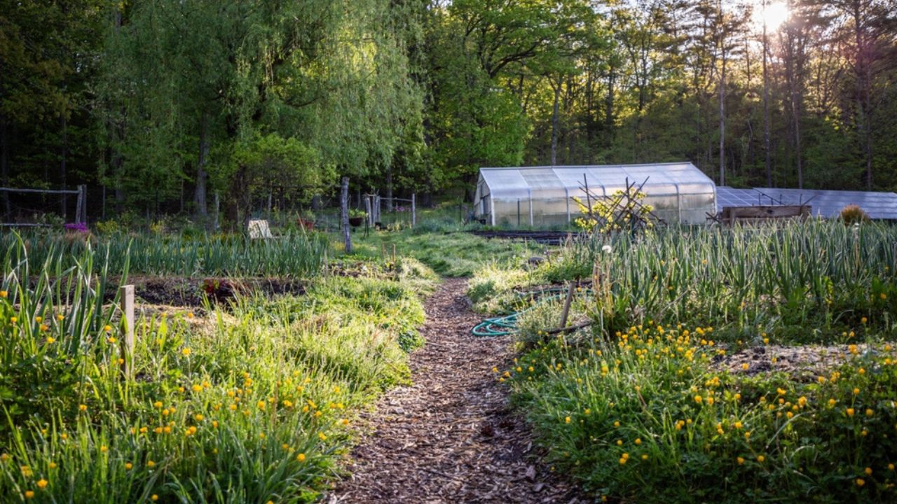 Pathway through a large garden