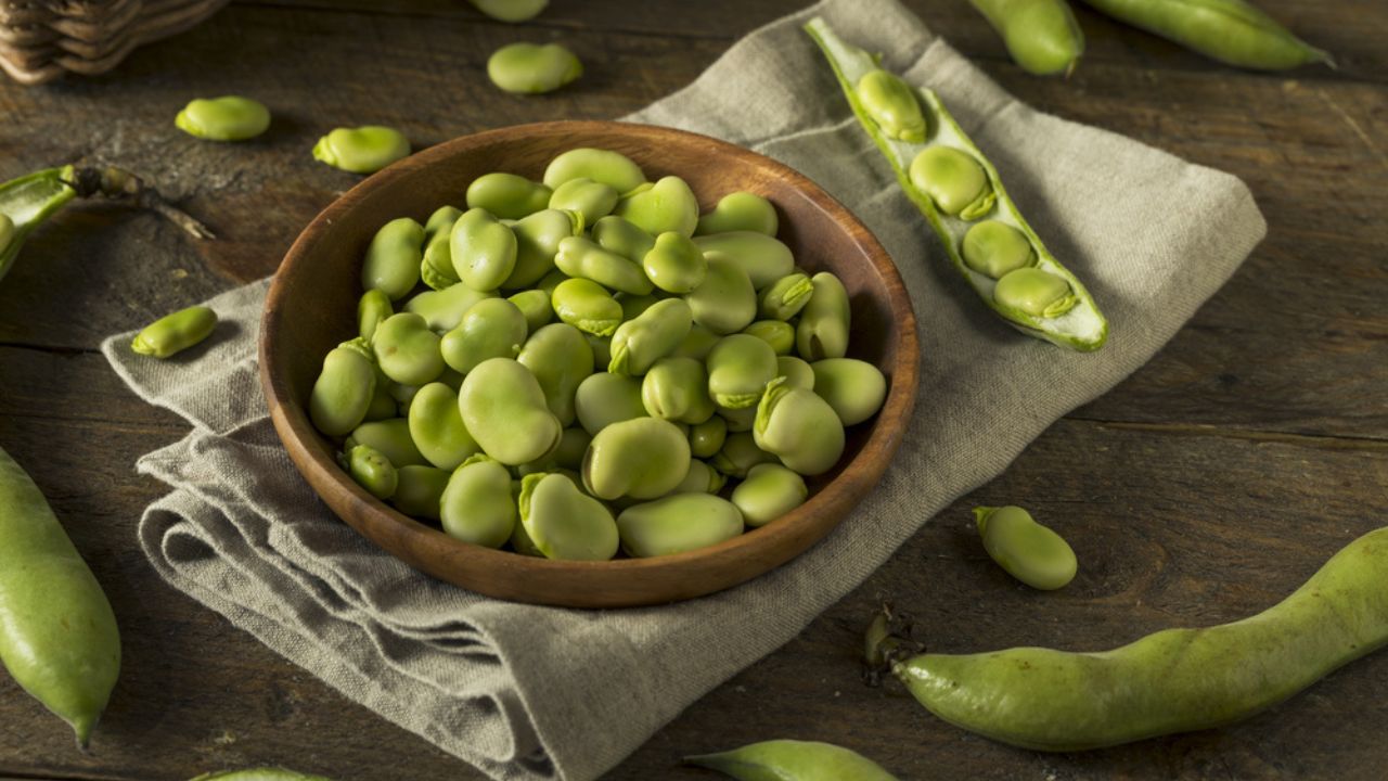 Raw Organic Fresh Green Fava Beans REady to Cook With