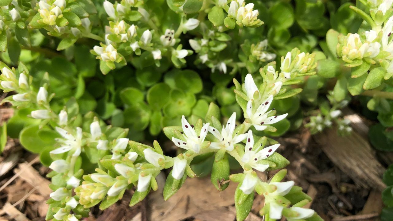 Sedum ternatum, also known as wild stonecrop, in flower