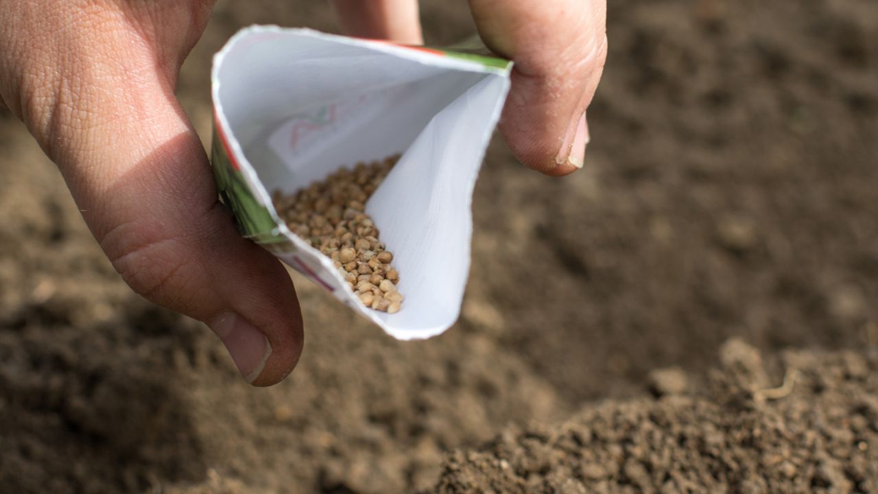 Spring Detail on Spinach Seeds in a Bag