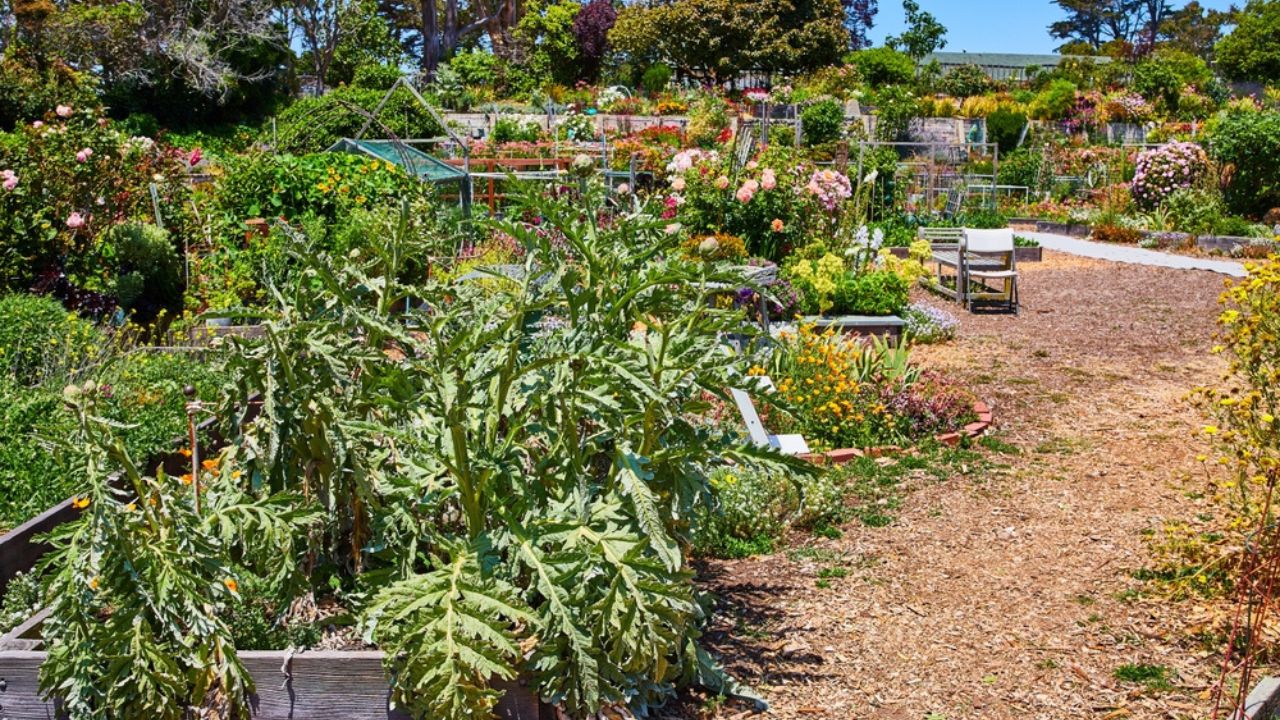 Succulents and flowers lining mulch garden path under blue sky in California