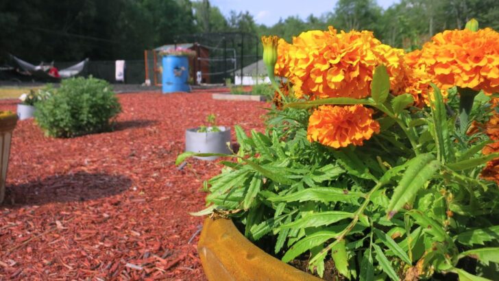 10 Thrifty Landscaping Ideas for Every Budget