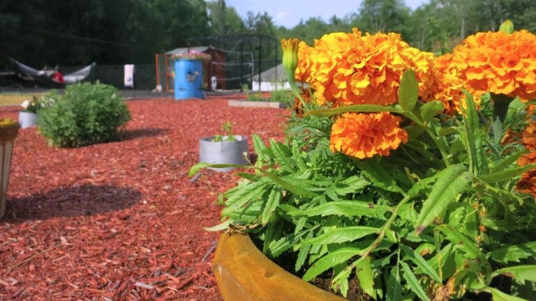 This is flowers in a garden at camp