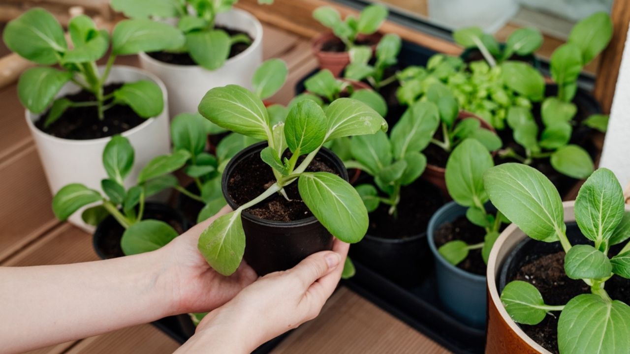 Woman holding tray with small pak choi seedlings (bok choy or chinese cabbage). Balcony gardening, growing organic vegetables on balcony in pots