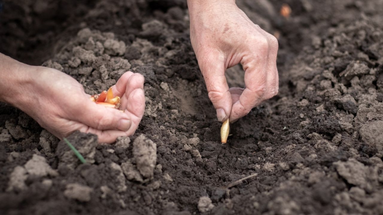 Woman's hands with onion seeds that she is planting in the garden
