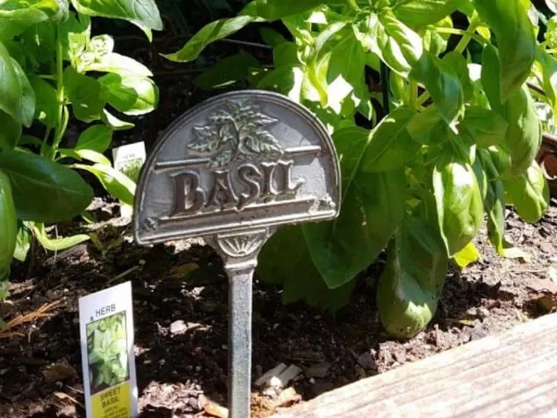 Basil sign in front of a raised bed full of basil