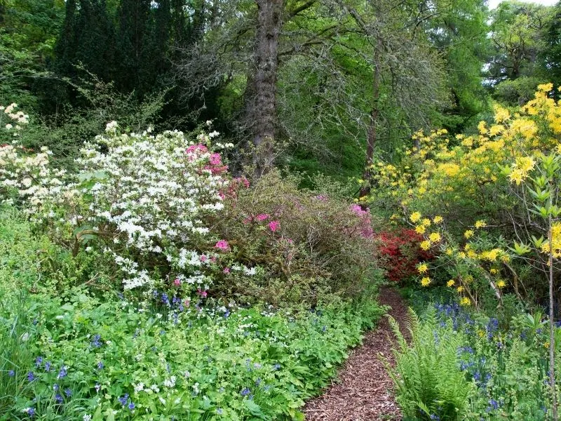 Path going through a beautiful woodland garden 