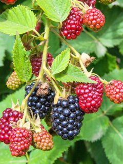 black raspberry plant with fruit in different stages of ripening.