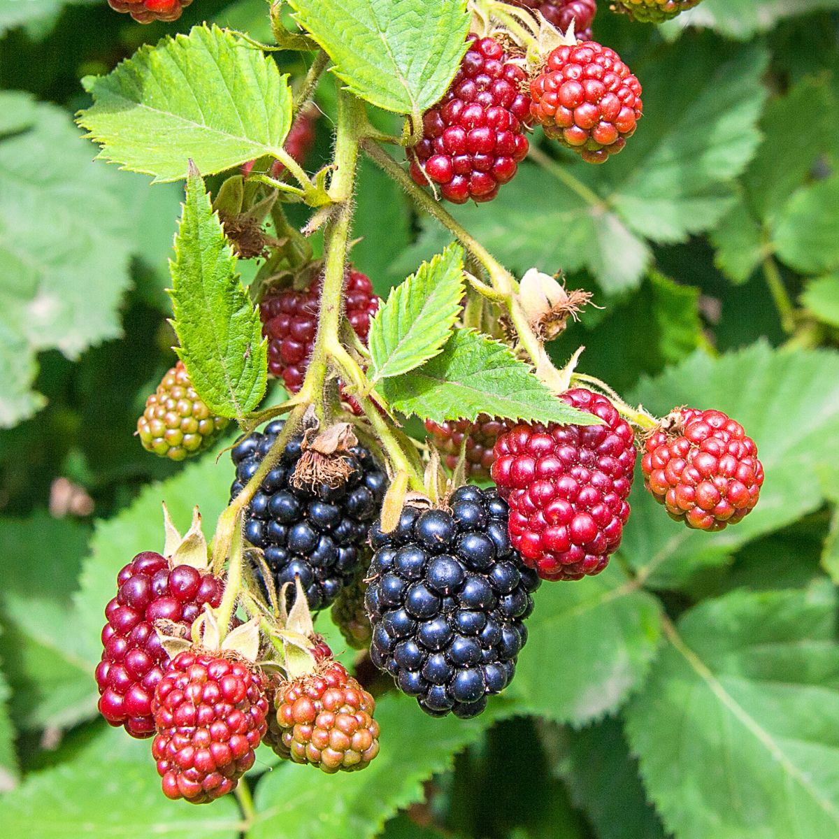 black raspberry plant with fruit in different stages of ripening. 