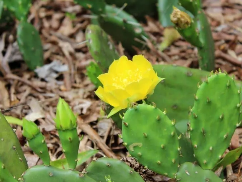 Yellow blooming cactus