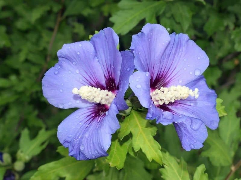 Blue hibiscus flowers