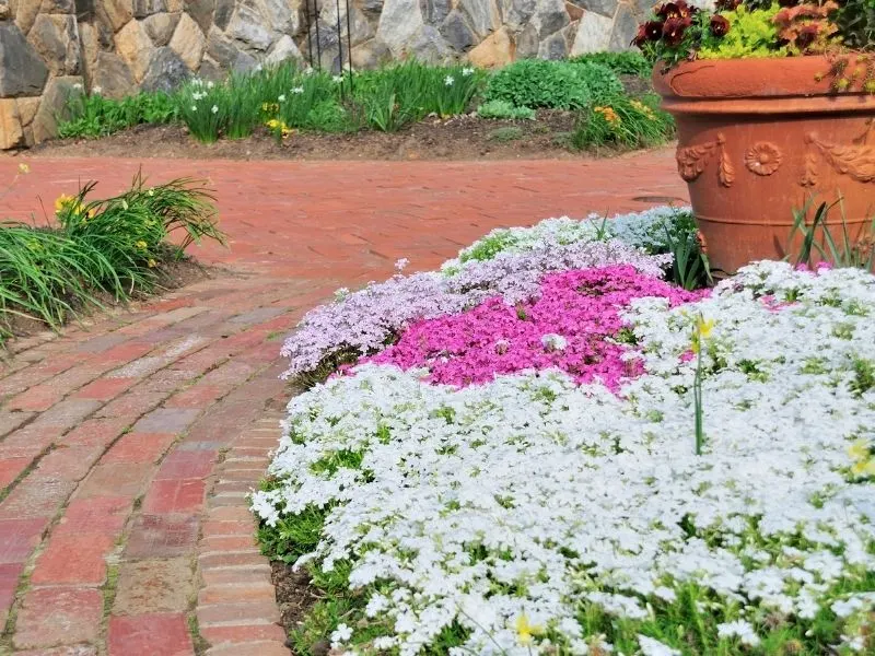 Brick garden path by a patch of white and pink creeping phlox