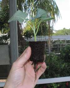 Broccoli seedling