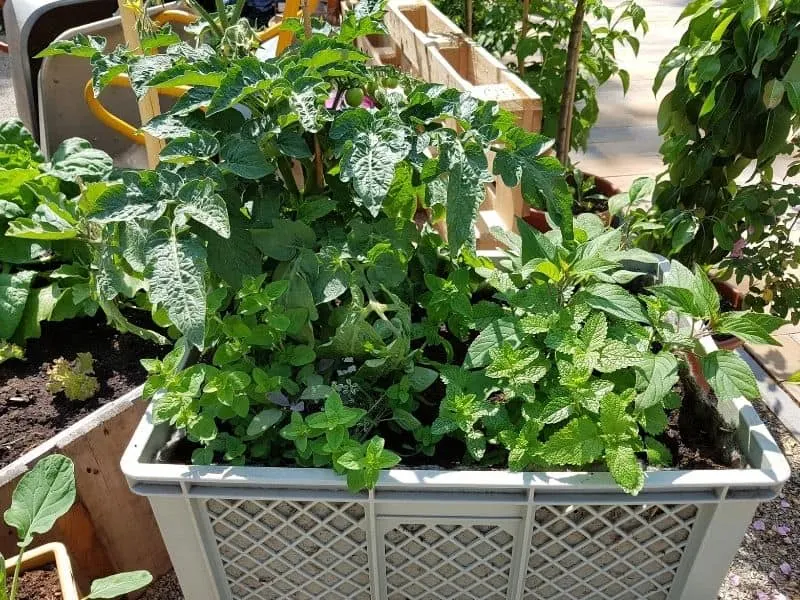 Tomato plants growing in a plastic crate