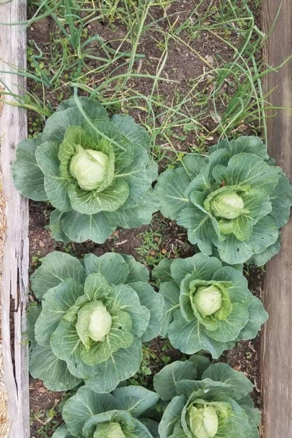 Cabbage and onions growing in a raised bed