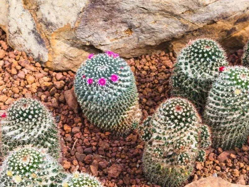 Cactus garden with rocks and sand
