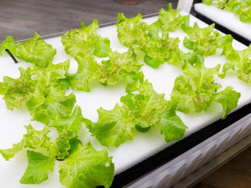 Lettuce growing in a deep water hydroponic system