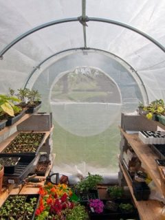 DIY greenhouse with lots of plants ready for planting