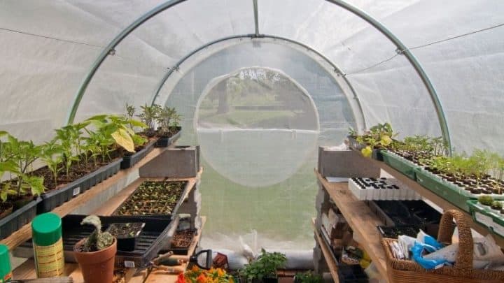 DIY Greenhouse – A Step-By-Step Guide