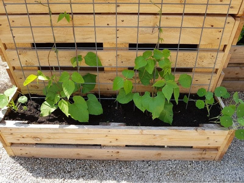 DIY wooden raised bed with trellis in the back