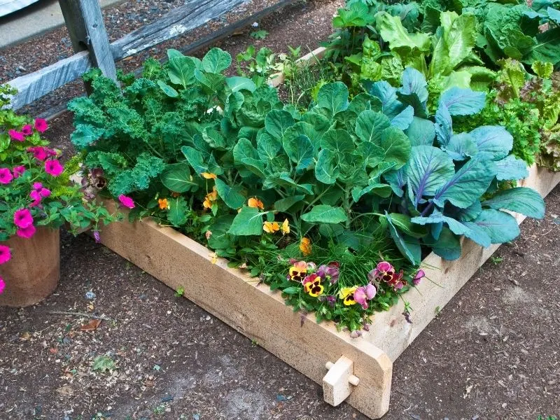 Flowers and herbs growing in a raiased garden bed