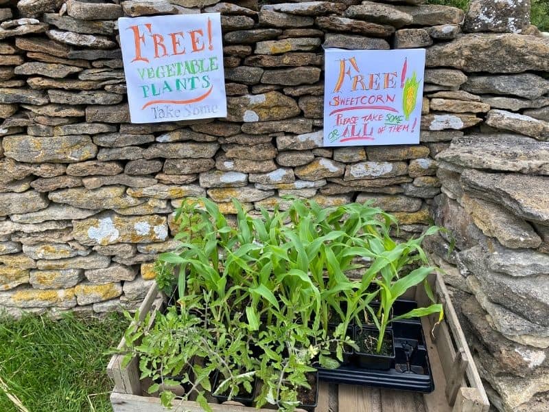 Vegetable seedlings on a table with a FREE sign