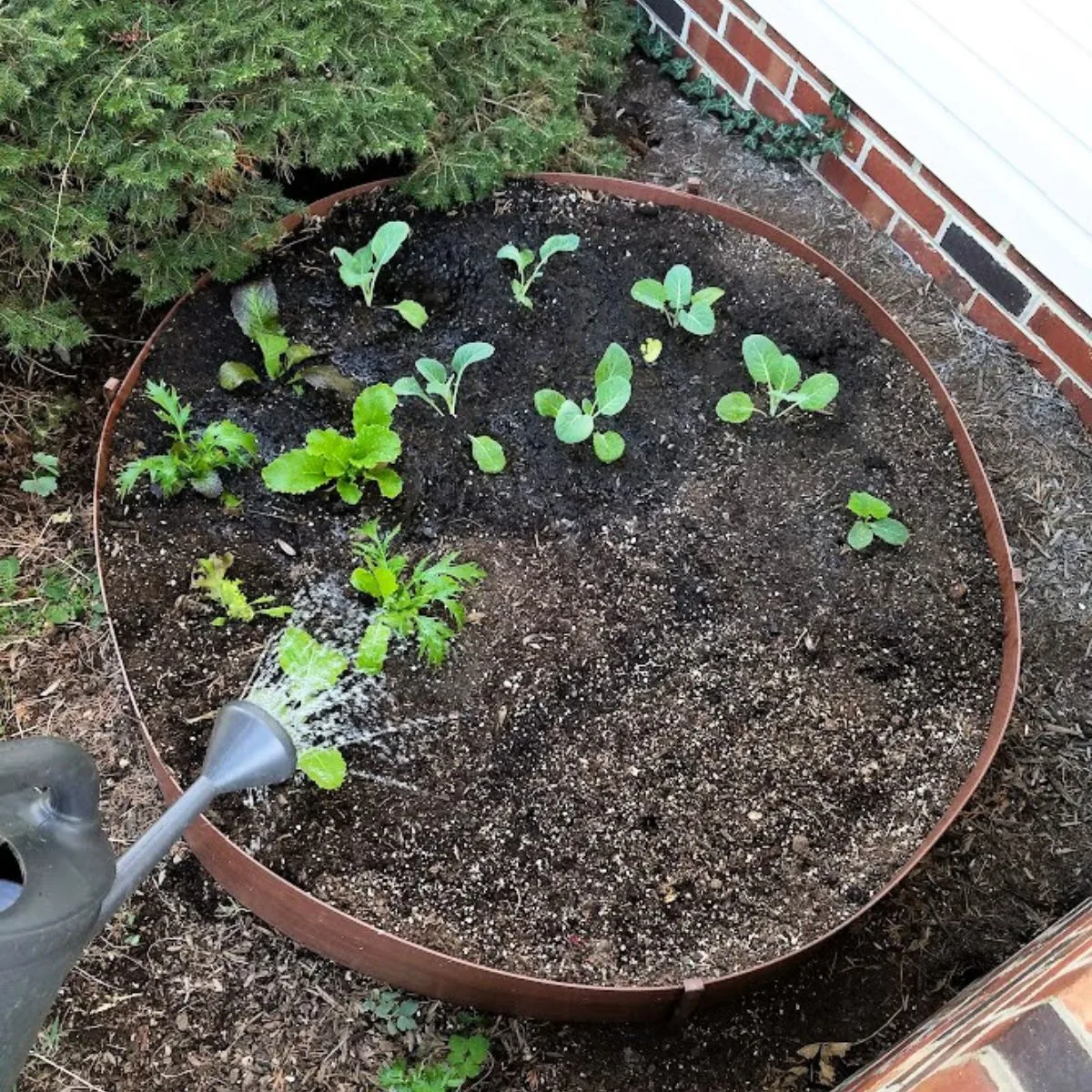 watering our front yard vegetable garden bed.
