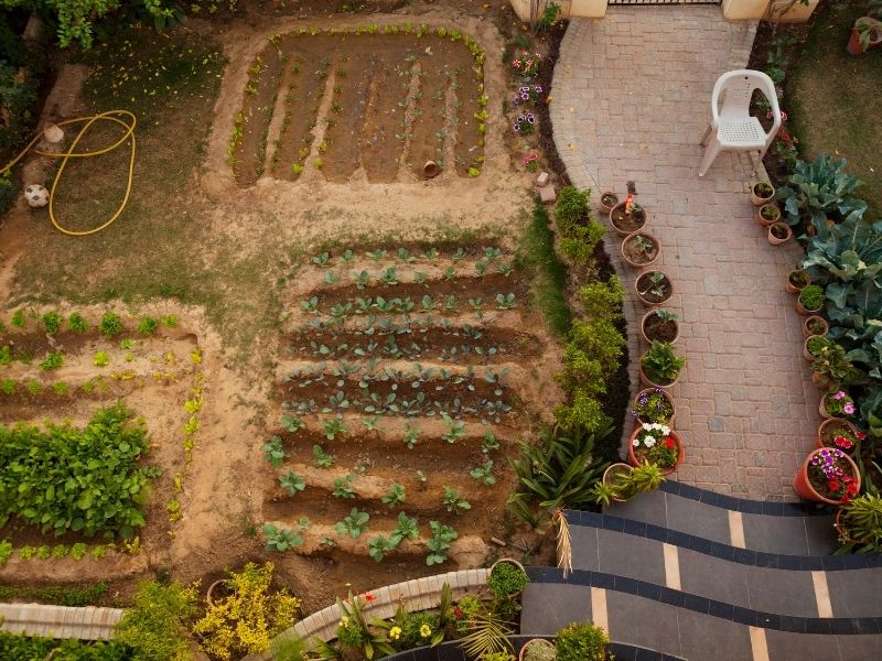 How And Why You Should Grow Food Not Lawns