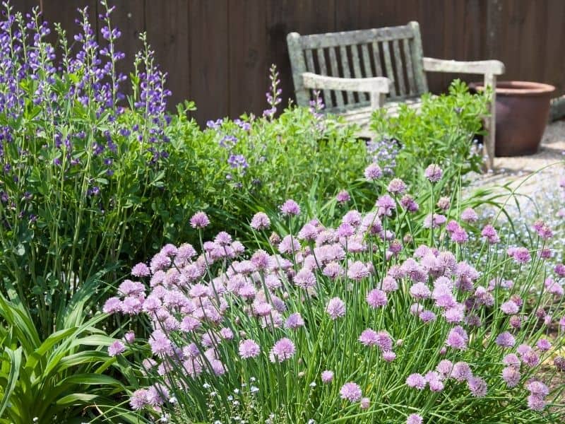 Herbs growing in the garden