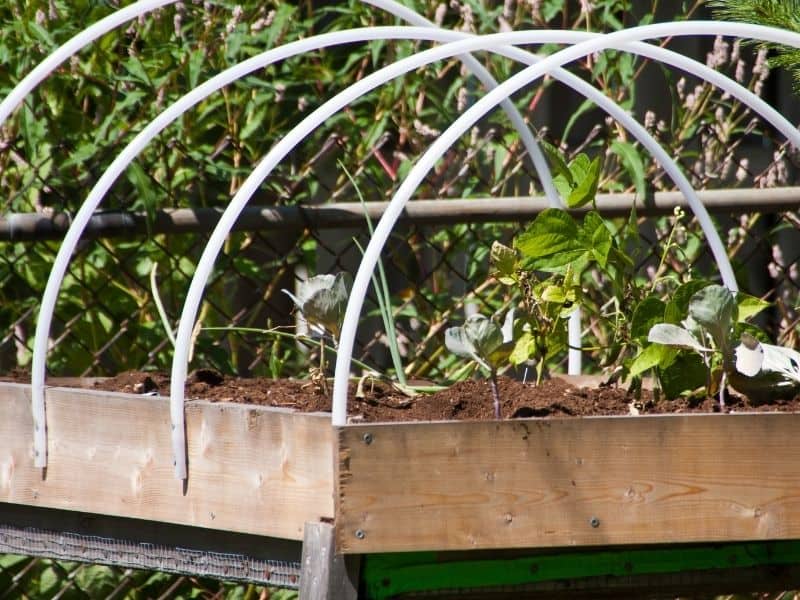 Hoop house raised bed