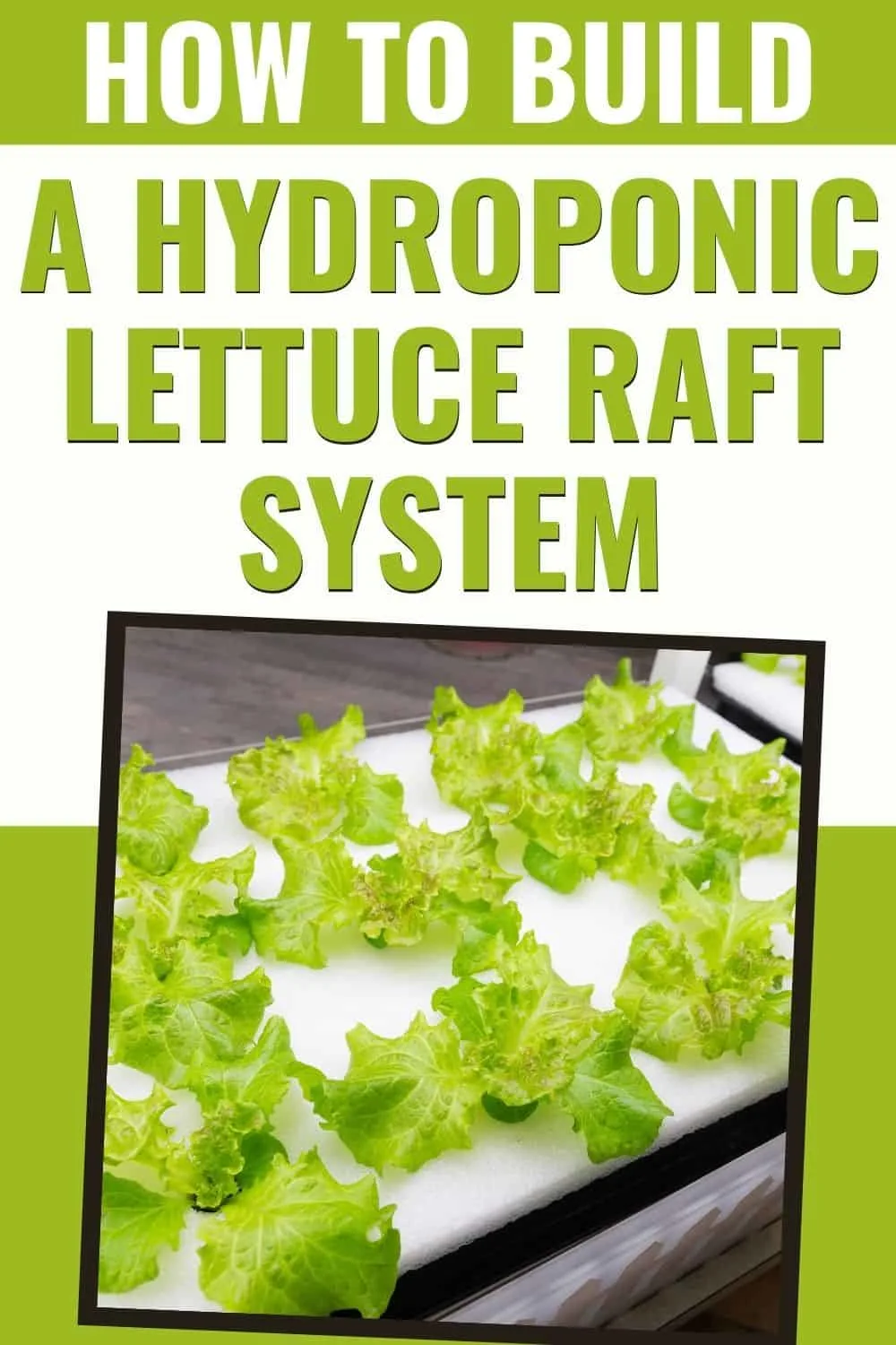 How to build a hydroponic lettuce raft system