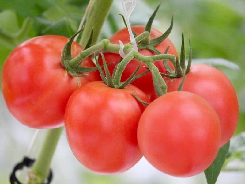 Ripe juicy hydroponic tomatoes