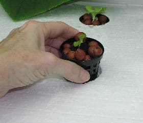 Net pots in lettuce raft