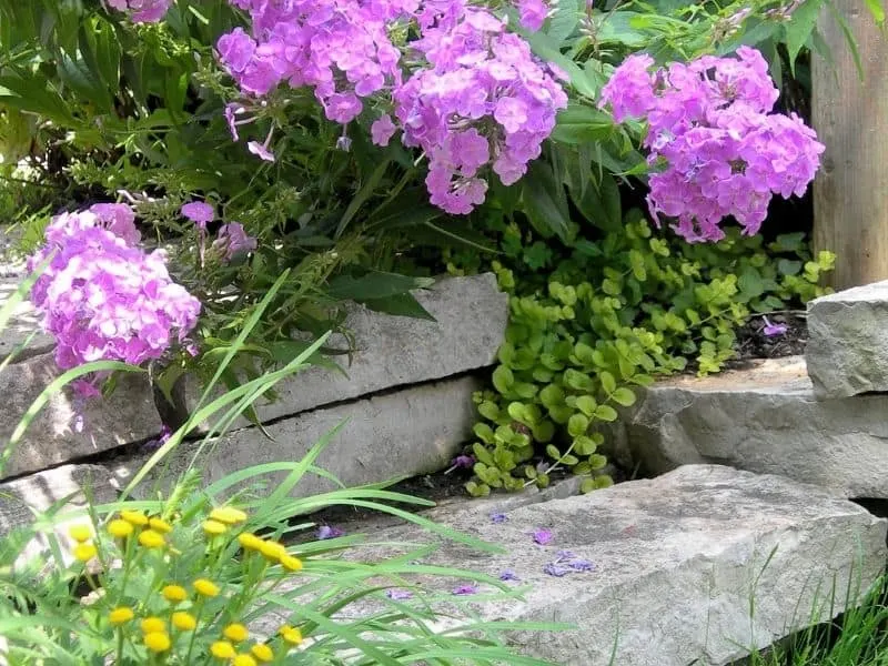 Bright flowers landscaping around rock steps