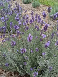 Blooming lavender bush.