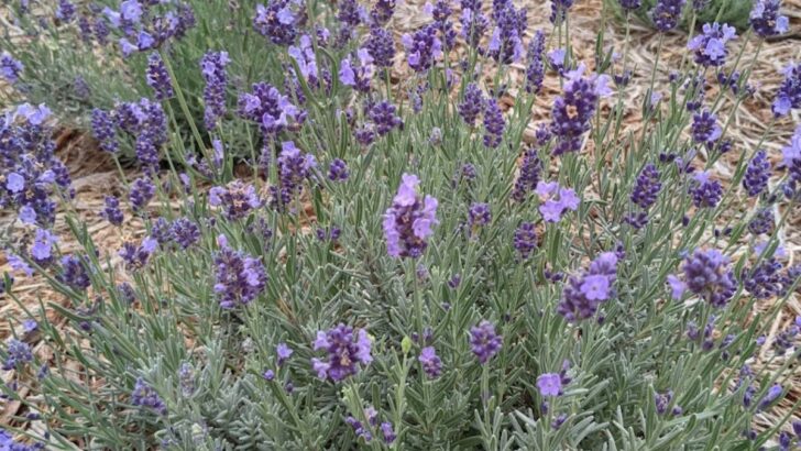 10 Creative Water Conservation Landscaping Ideas for a Greener Yard